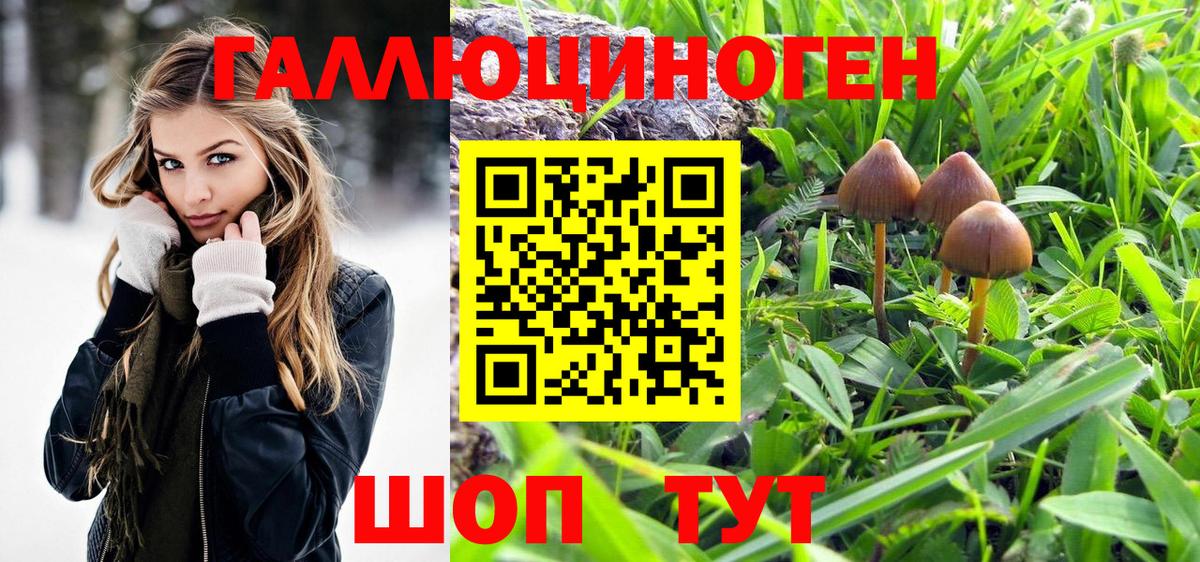 Псилоцибиновые грибы Psilocybe Армавир
